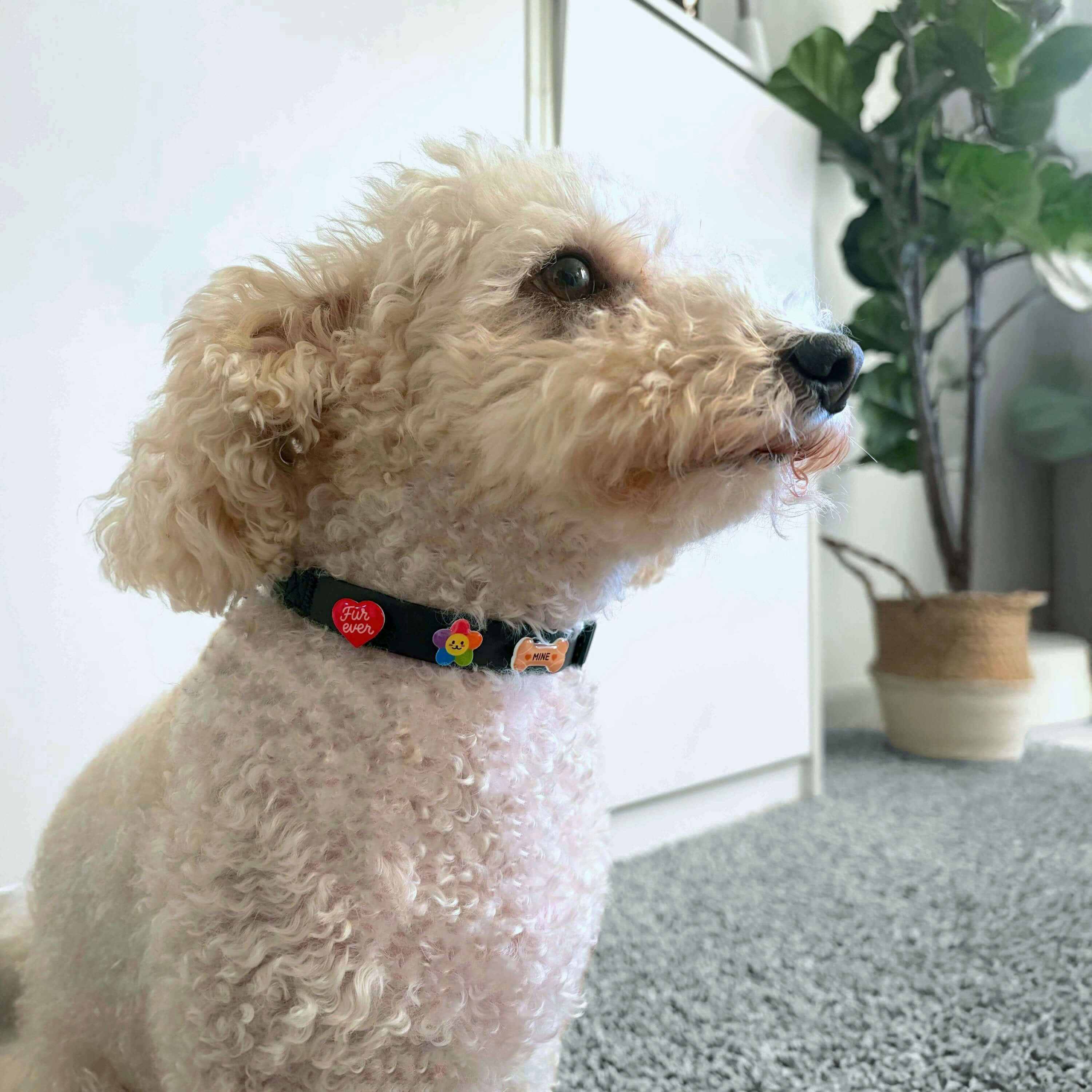 Small white dog wearing a brown collar adorned with colorful charms indoors with a plant in the background