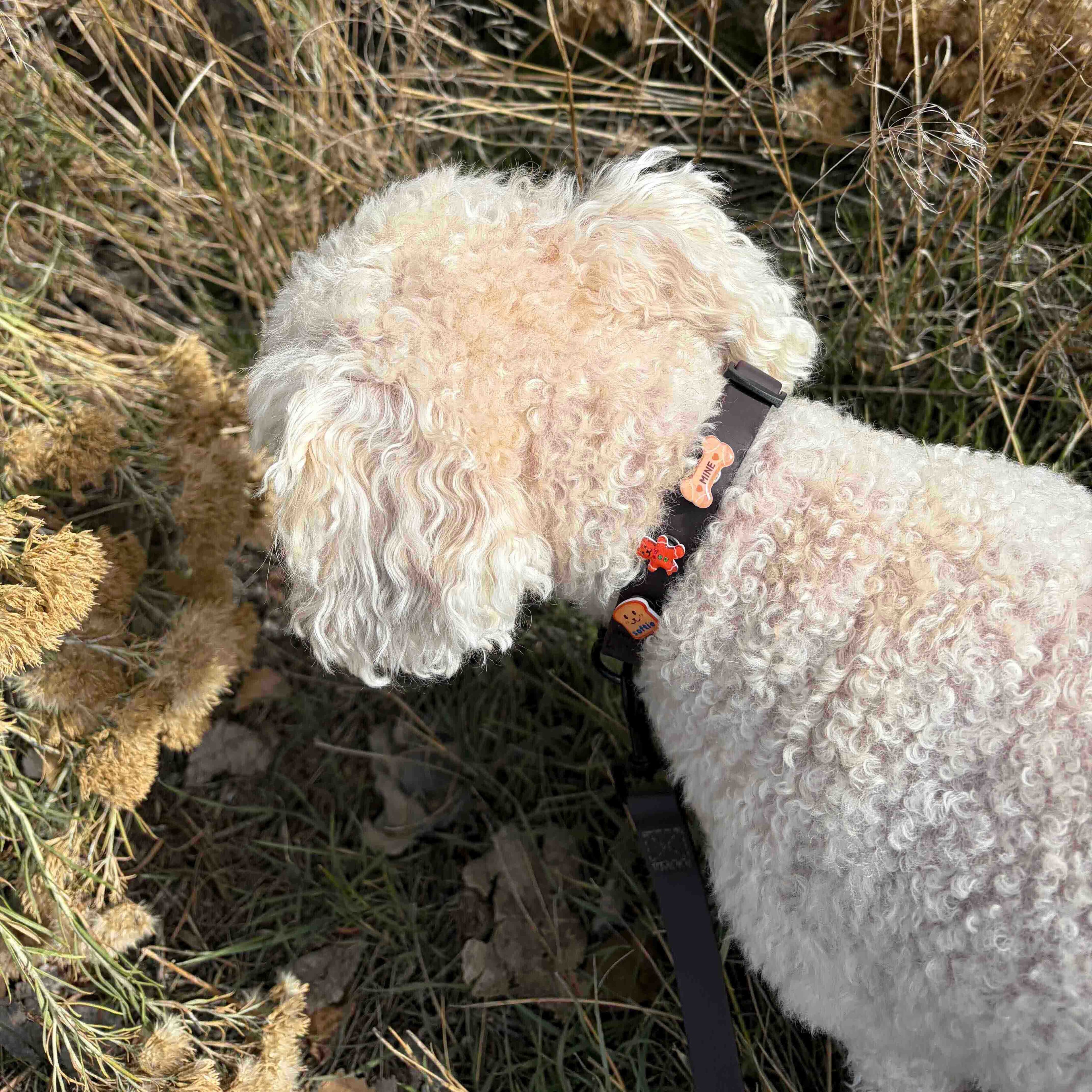 White dog with a brown collar adorned with three charms