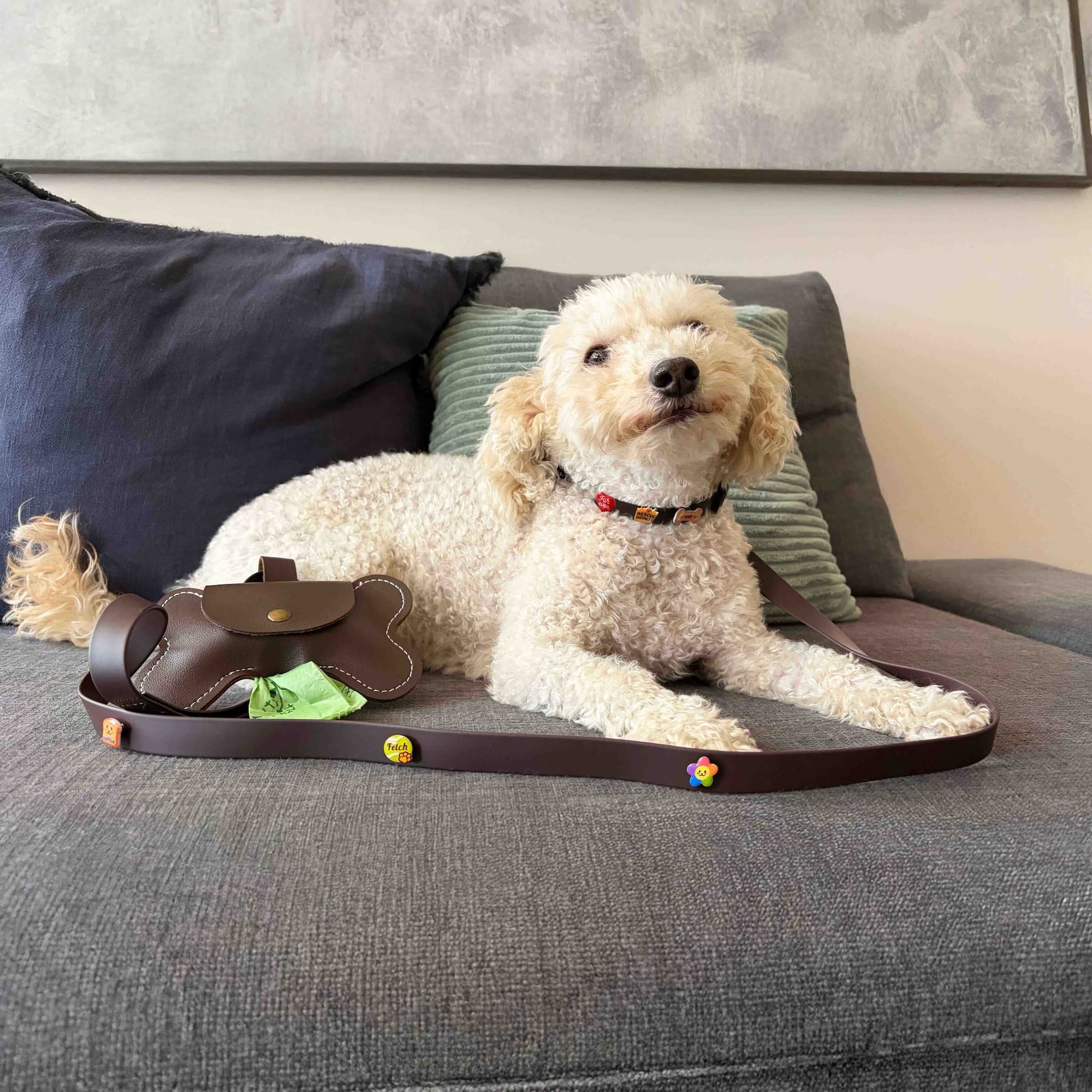 Dog lying on a couch with a brown leather dog collar and leash.