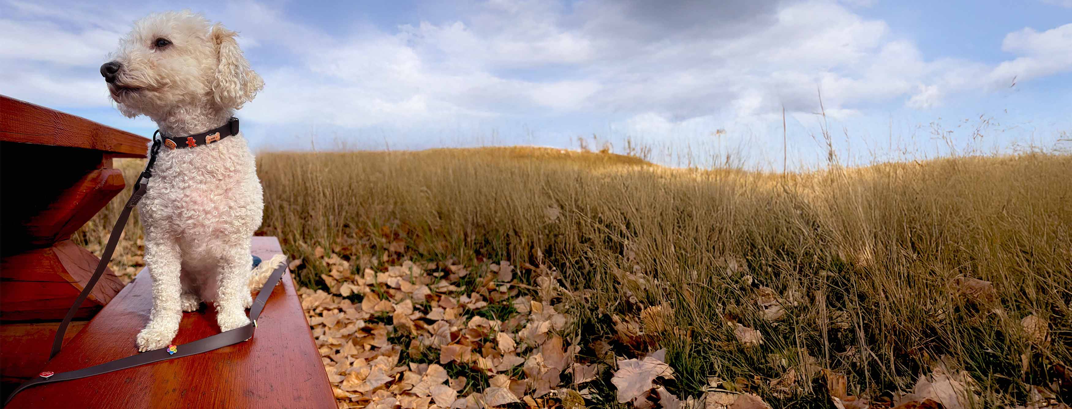 Dog wearing pooches & cream collar and leash sitting on a bench  in a field with a blue sky.